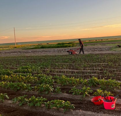 Rows of young plants in the Air-O Fresh garden at sunset